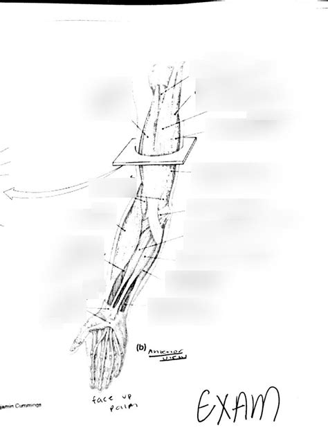 Arm Muscles Anterior View Diagram Quizlet