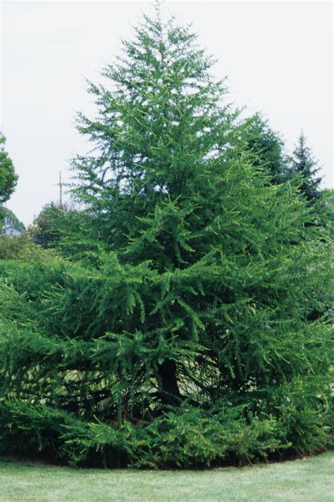 Larix decidua European Larch | Garden Center Marketing