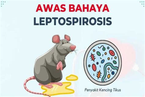 11 Orang Meninggal Karena Leptospirosis Di Bantul Sepanjang 2023