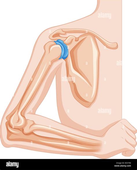 Elbow Joint Of Human Illustration Stock Vector Image Art Alamy