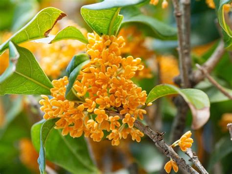 Osmanthus fragrans f. aurantiacus (Fragrant Olive)