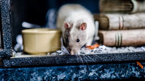 Food And Weight Rat Advice Blue Cross