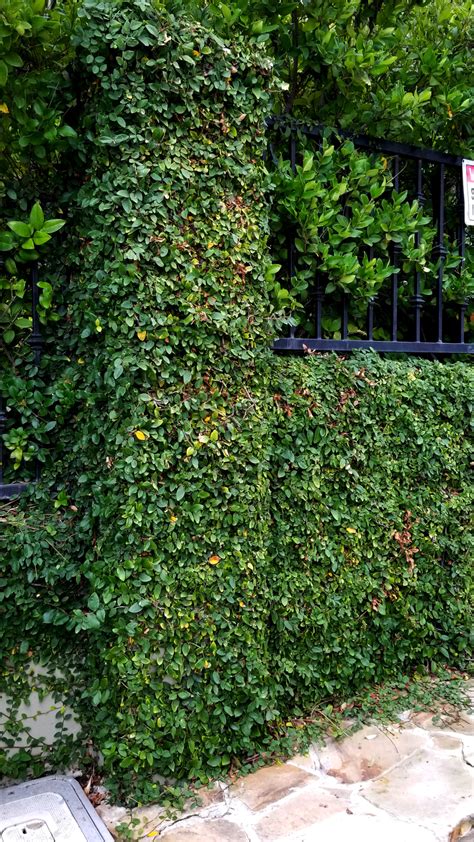 Creeping Fig Harlow Gardens