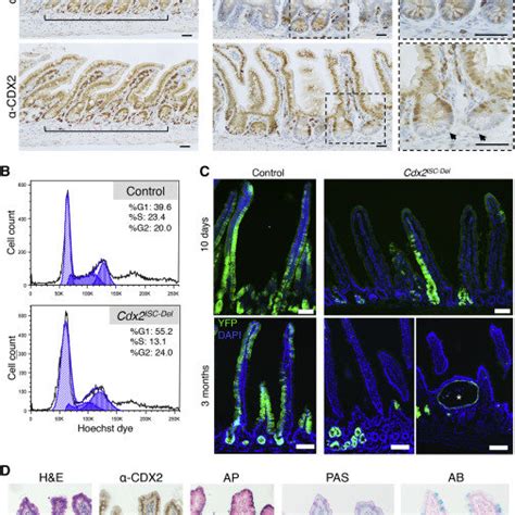 Cdx Is Required For Lgr Isc Proliferation And Differentiation