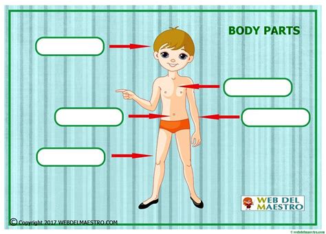 Partes Del Cuerpo En Ingles Pdf Poster Para Ninos Y Ninas Con Las