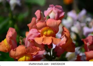 Beautiful Colorful Snapdragons Garden Close Stock Photo