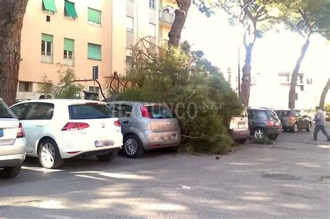 Albero si spezza in città e cade sulle auto parcheggiate Il Giunco