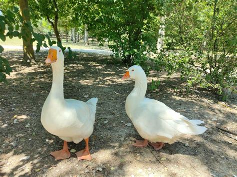 Parco Teodorico Di Ravenna Occorre Maggior Tutela Nei Confronti Degli