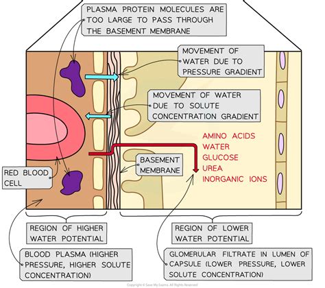 The Function Of The Nephron AQA A Level Biology Revision Notes 2017