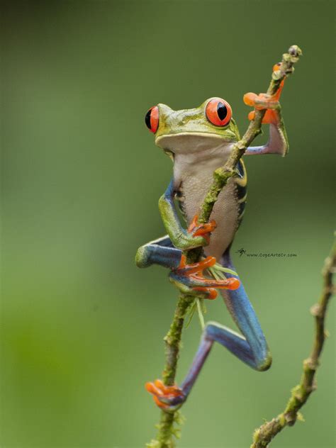 Agalychnis Callidryas Red Eyed Tree Frog