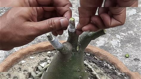 Adenium Grafting Tips V Grafting Tablet Grafting Youtube