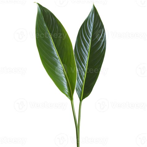 Peace Lily Leaf Elongated Oval Leaf With Glossy Dark Green Surface And White Midrib