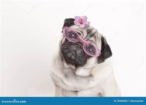 Close Up Of Adorable Cute Pug Dog Puppy Wearing Pink Glasses And Flower