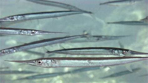 garfish fish belone species britannica