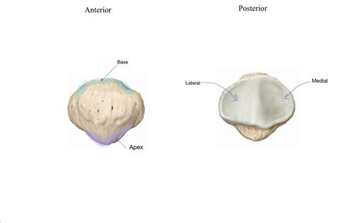 Patella Diagram Diagram | Quizlet