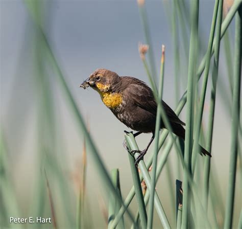 Yellow-headed Blackbird | Audubon Field Guide