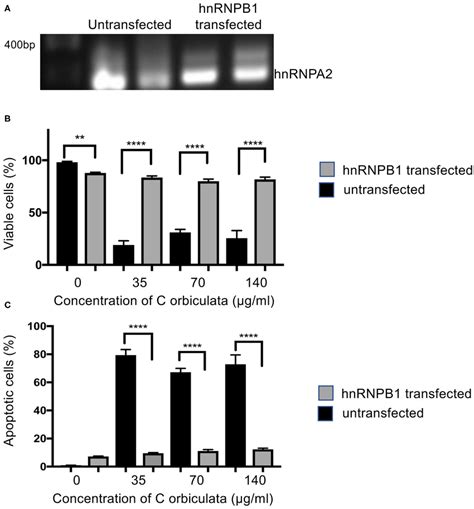 Overexpression Of HnRNPB1 Counteracts The Effects Of C Orbiculata A