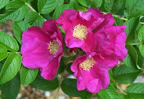 Rugosa Rose (Rosa rugosa) organically grown flower seeds. Floral ...