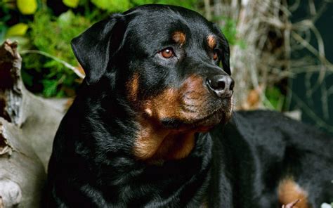 Rottweiler - Dogs Wallpaper (13376911) - Fanpop