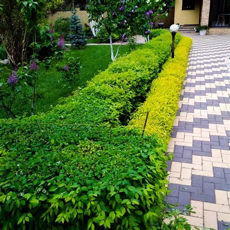 Живая изгородь - как создавать и ухаживать | TURAGINA COMPANY