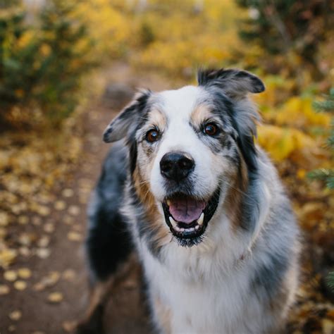 Are Australian Shepherds Herding Dogs
