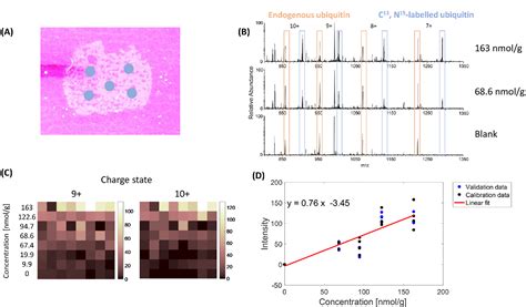 Figure 1 From Quantitative Imaging Of Proteins In Tissue By Stable