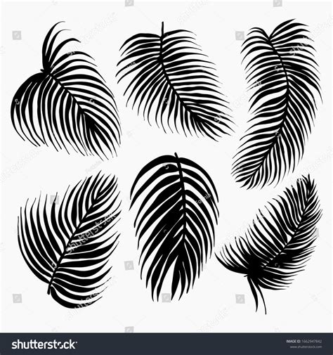 Vector Set Black Silhouettes Tropical Leaves Stock Vector Royalty Free