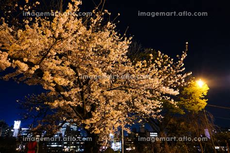 東京都台東区 上野公園の夜桜の写真素材 204605896 イメージマート