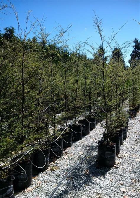 Nothofagus Nz Native Mountain Beech Easy Big Trees Nz