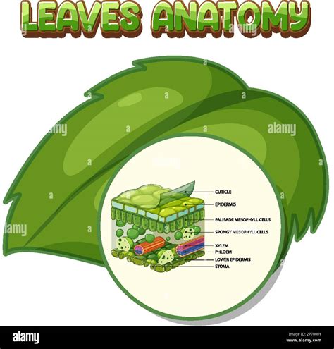 Internal Structure Of Leaf Diagram Illustration Stock Vector Image