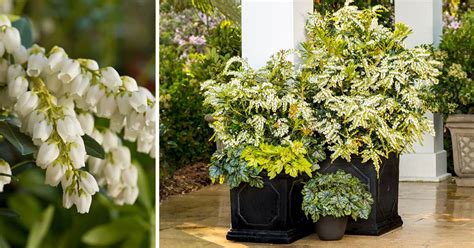 Top 5 Plants for Shade | Southern Living Plants