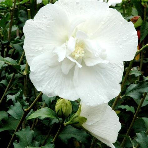 Althéa Planter Et Tailler Ooreka