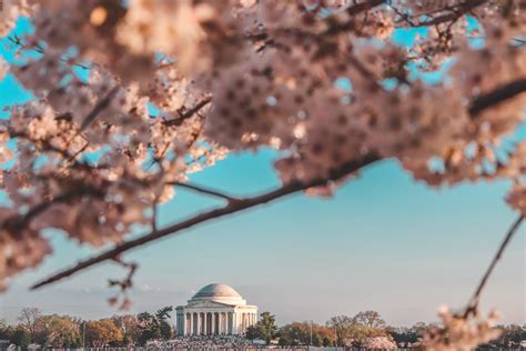 Washington DC Cherry Blossom Festival