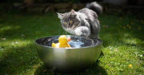 Help! My Cat Keeps Knocking Over Water Bowl | What to Do