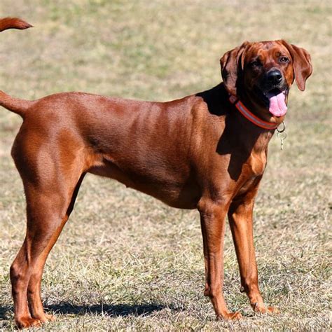 Redbone Coonhound