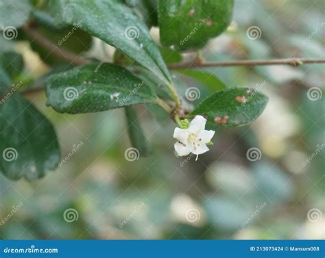 Carmona Retusa Flower In Nature Garden Stock Photo Image Of Nature