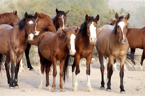 Where To See The Salt River Wild Horses In Arizona Know Before You Go