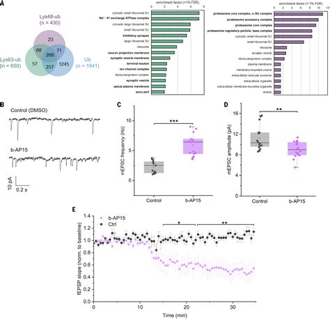 An Abundance Of Free Regulatory S Proteasome Particles Regulates