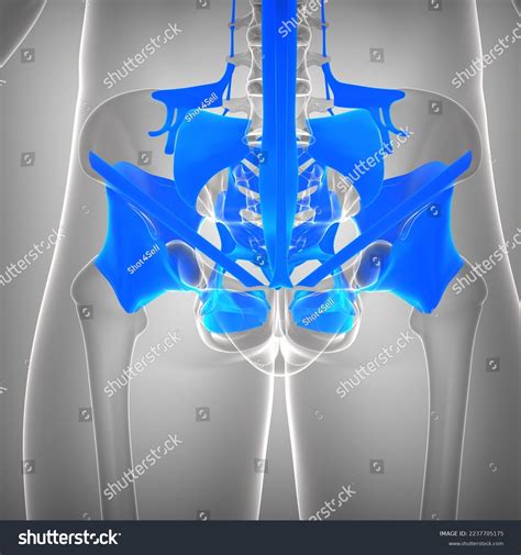 Human Skeleton Hip Ligament Anatomy Medical Stock Illustration