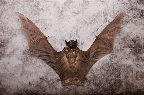 Vampire Bat Wingspan