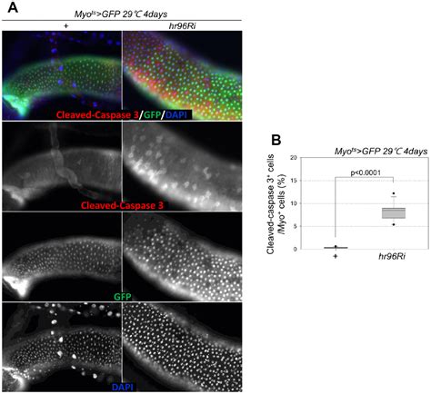 The Anti Aging Effect Of Vitamin D And Vitamin D Receptor In Drosophila