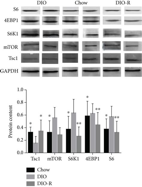 The Expression Levels Of Tsc1 Mtor S6k1 4ebp1 And S6 In The Download Scientific Diagram