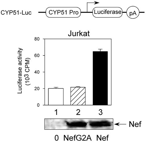 Nef Increases The Synthesis Of And Transports Cholesterol To Lipid