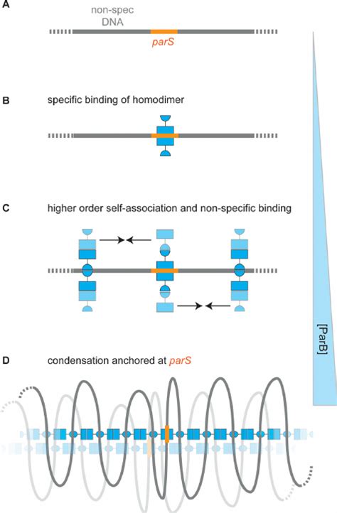 Specific And Non Specific Binding Of Dna By Parb A Specula Tive Model