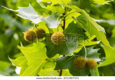 Platanus: Over 10,654 Royalty-Free Licensable Stock Photos | Shutterstock