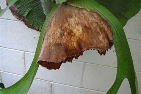 Staghorn Fern Grow And Care For Platyceriums Epic Gardening