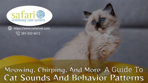 Meowing, Chirping, And More - A Guide To Cat Sounds And Behavior Patterns - Safari Veterinary ...