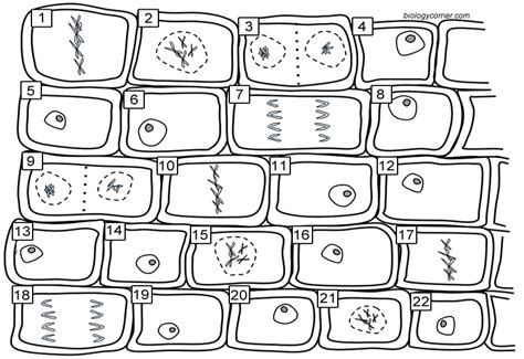 10+ Mitosis In A Plant Cell Diagram Background | Anatomy of Diagram