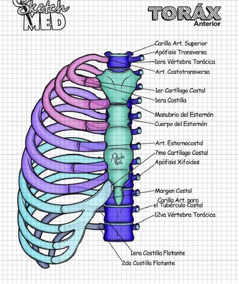 Pin De Almendra Lopez En Planer Kinesiologo Anatomia Del Torax