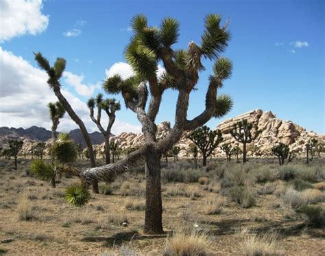 Mojave Desert Plants with pictures Flashcards | Quizlet